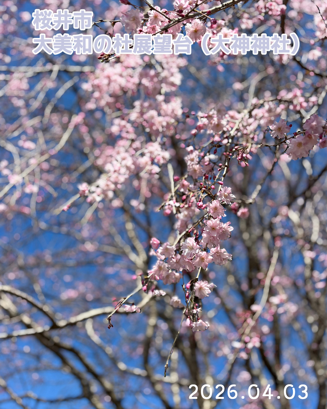 20260403大美和の杜
