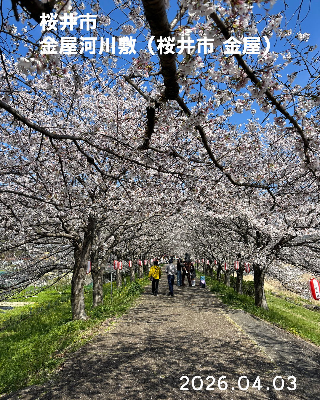 20260403金屋河川敷