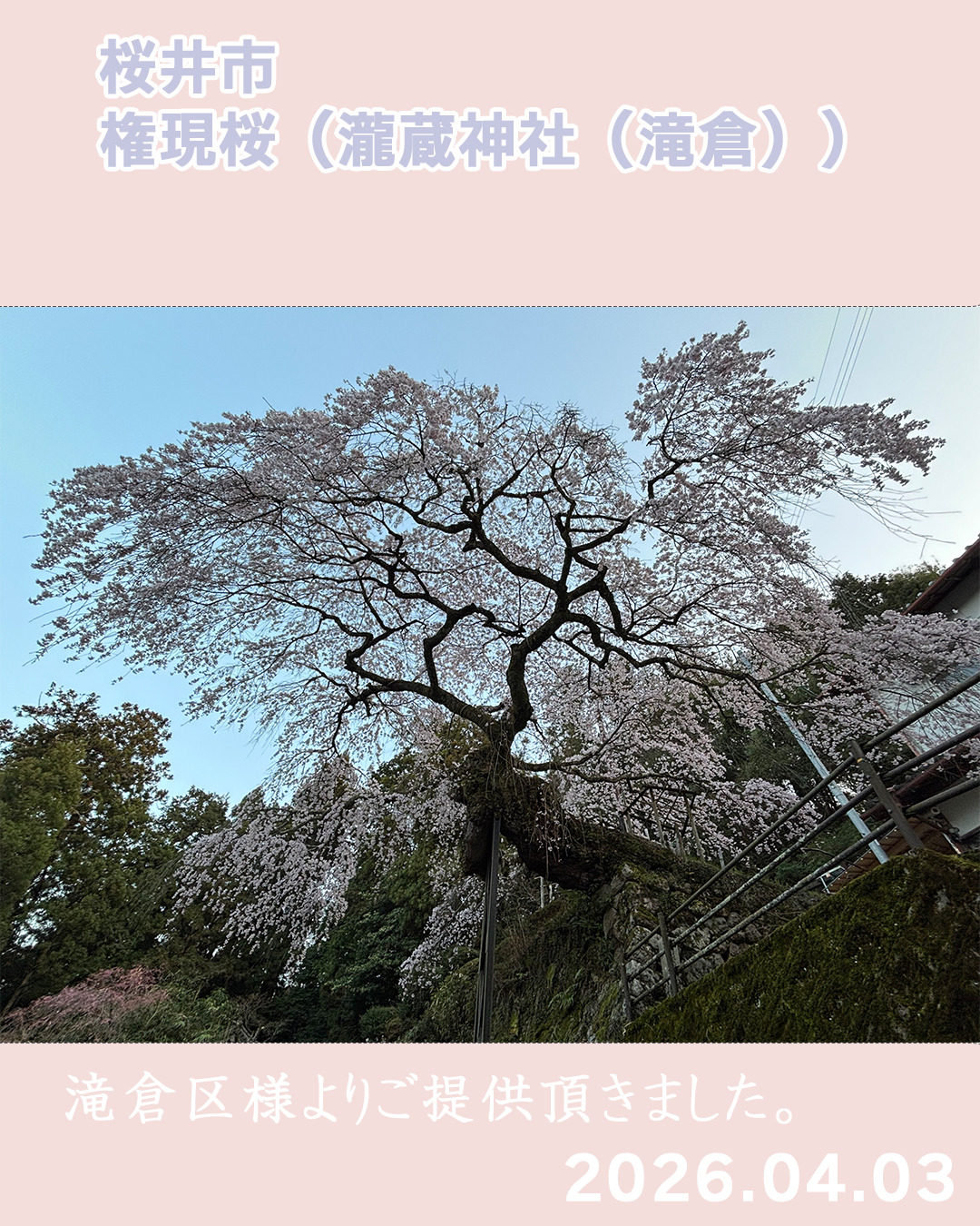 20260403瀧蔵権現桜