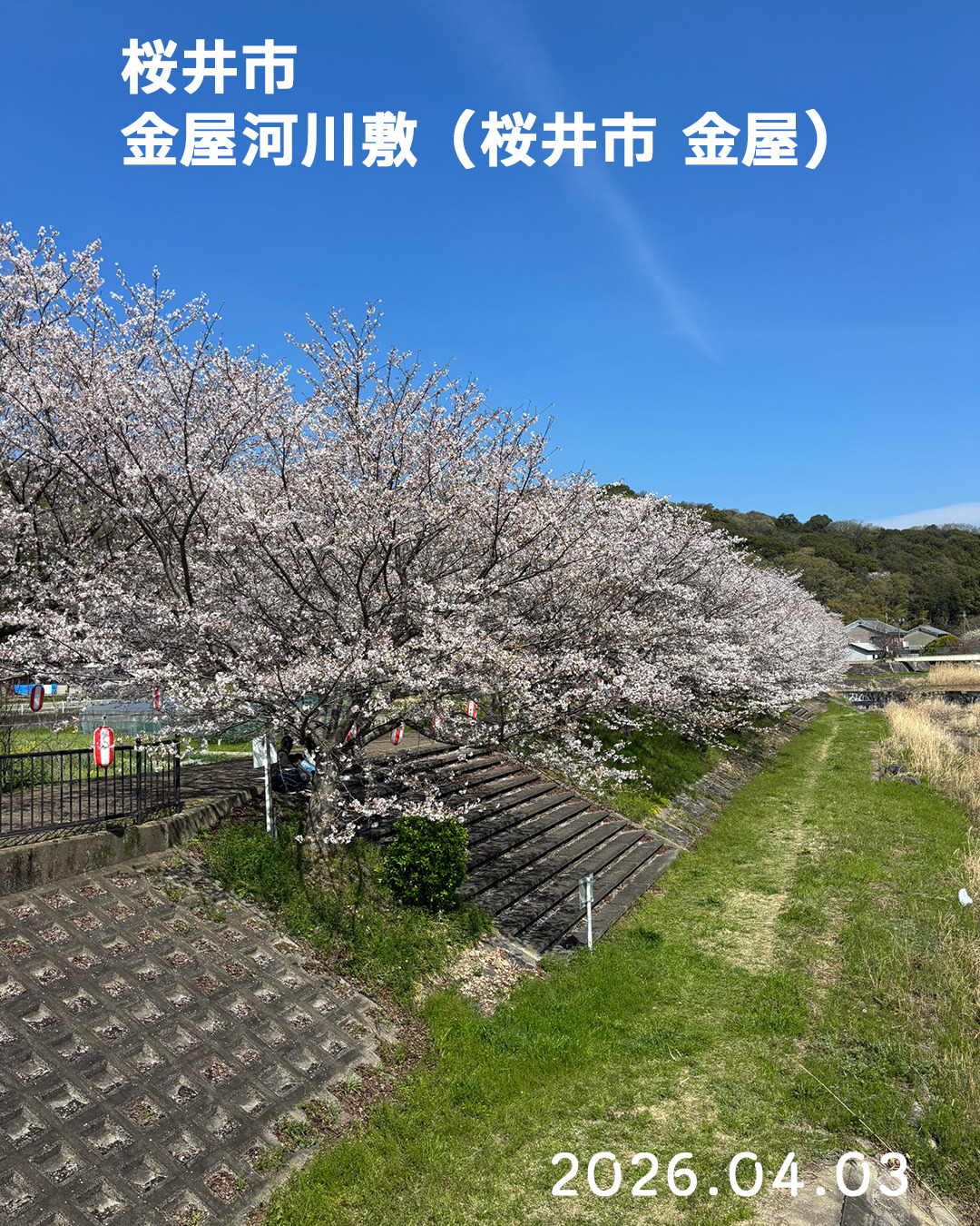 20260403金屋河川敷