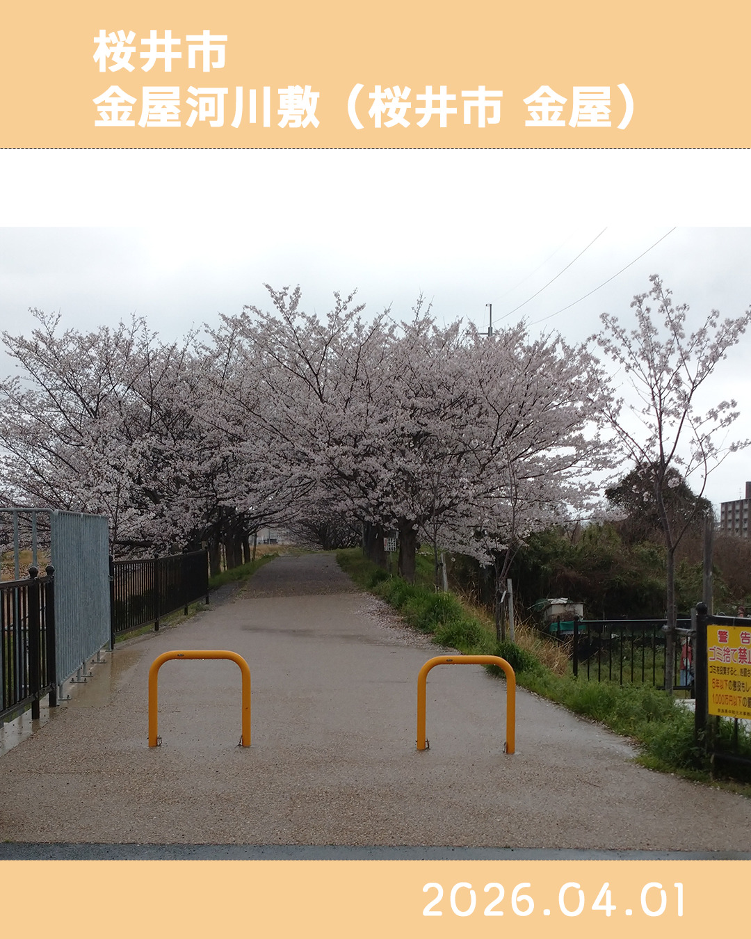 20260401金屋河川敷